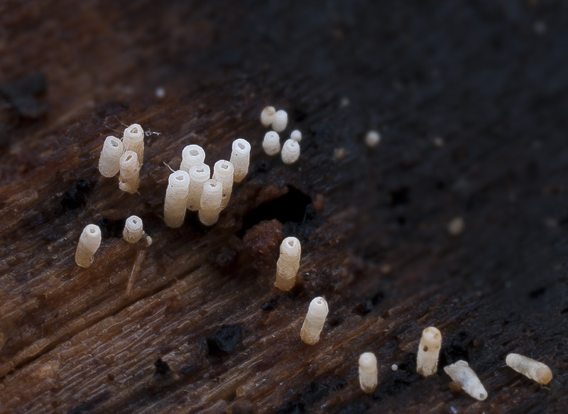 Henningsomyces candidus